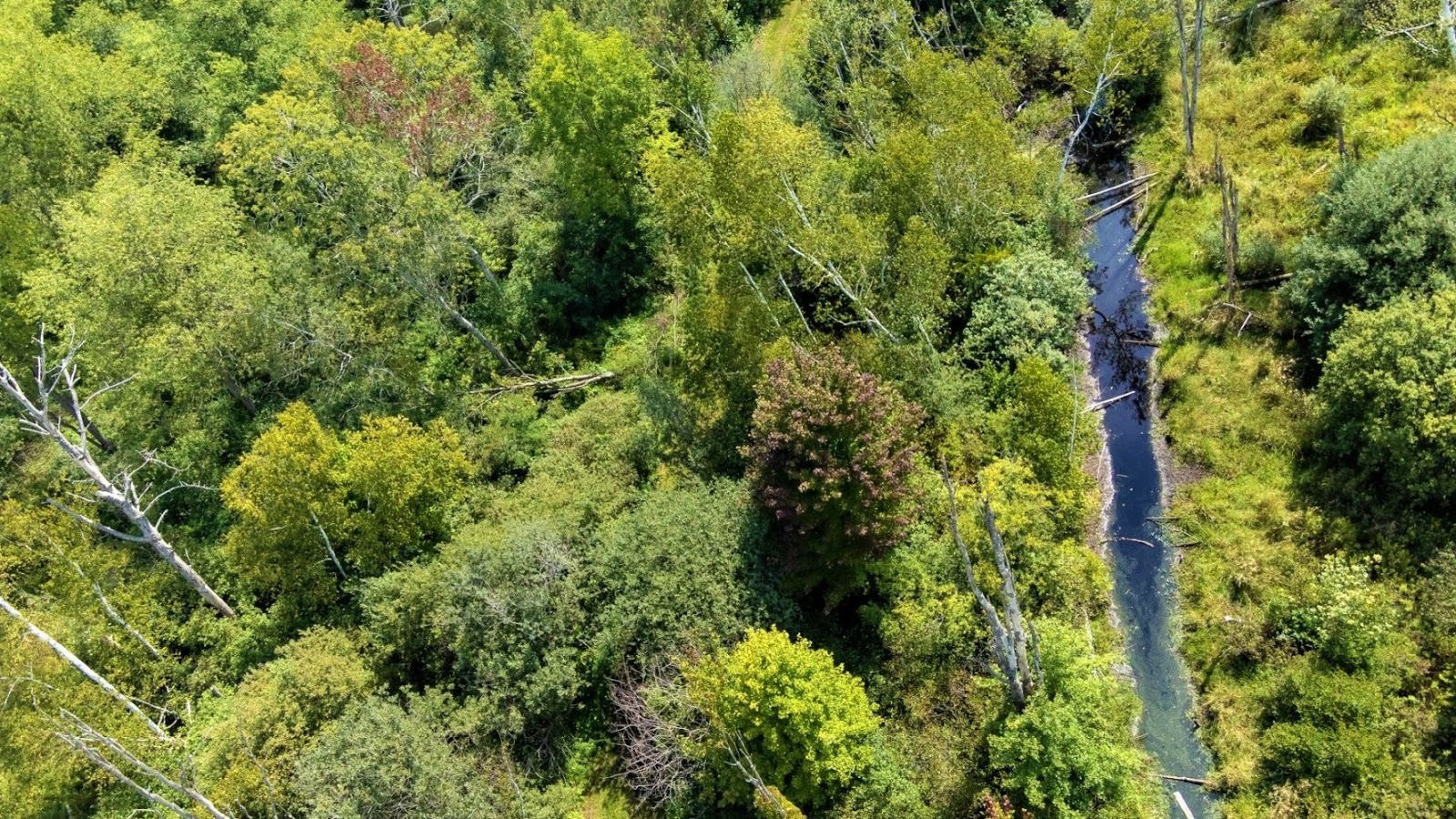 The NPCA is still plagued by outside interests; Niagaraâ€™s ecosystems are suffering the consequences