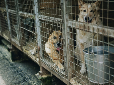 Animal welfare is in crisis across Ontario; Doug Ford is dodging accountability