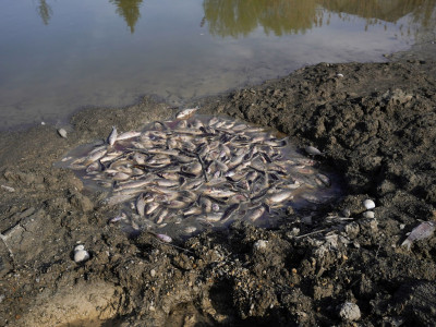 Aquatic animals left to die after developer drains wetlands in Brampton, leaving residents horrified