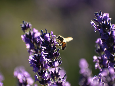 Can Mark Carney’s ‘capitalist’ Nature Strategy protect a natural world in  steep decline?