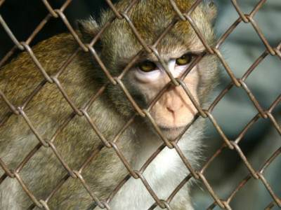 ‘Cannot believe COVID-like outbreaks don’t happen far more often’: Canada’s role in animal trade driving pandemic risks