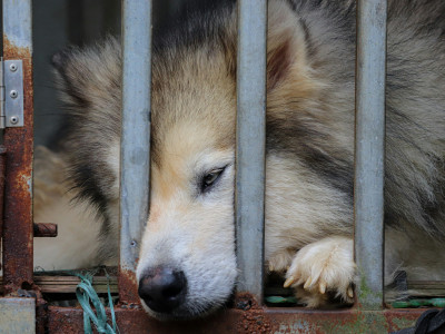 Debunking PC claims about Ontario’s animal welfare crisis—it’s time offenders face criminal charges