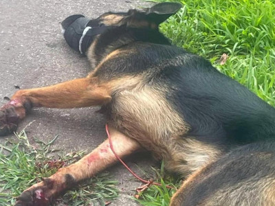 Dog owner accused in horrific animal abuse case repeatedly fails to show up in court
