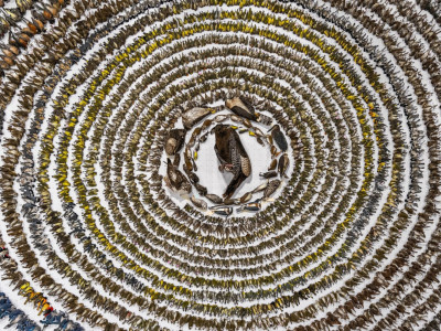 Doug Ford made it legal to create bird 'death traps' to accelerate home construction