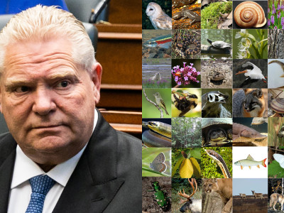 Doug Ford’s Bill 5 will lead to environmental 'slaughterfest'