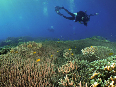 ‘Earth’s living systems still want to heal’: Scientists urge climate action as coral reefs reach ‘tipping points’