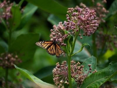 Endangered designation for monarch reignites conservation efforts, but Ontario remains hostile ground 