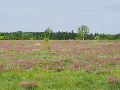 Green power vs. green space: In Kawartha Lakes, a solar project is proposed on one of the world’s rarest habitats