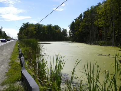 Hope from above: study finds satellites could help Ontario conservation authorities protect wetlands