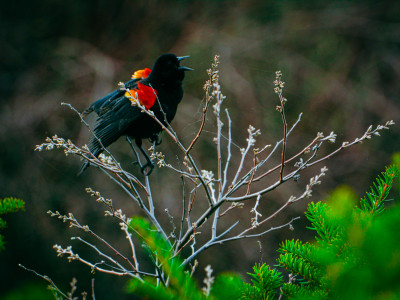 ‘Hostile takeover’: PCs move ahead with conservation authority merger despite widespread concern