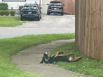 Niagara Police launch criminal investigation into Dakota’s death