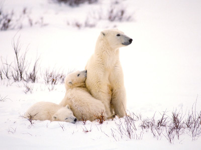 Ontario polar bears could be ‘extinct in 45 years’ as Ford’s Bill 5 strips remaining protections