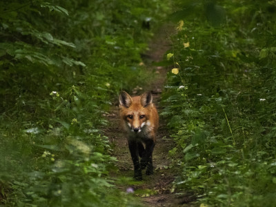 Ottawa science cuts threaten Canada’s ability to confront climate crises after hottest year on record
