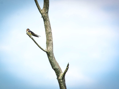 Parallel crises: Ontario losing biodiversity as new federal climate targets disappoint