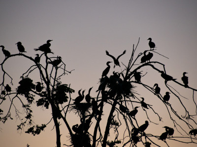 Peel health officials preparing for avian flu after confirmed cases in dead birds