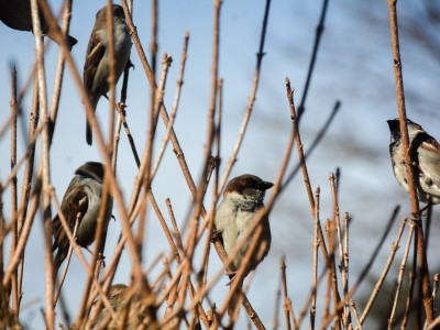 PHOTOS: Birders gather to promote conservation in one of the world’s largest citizen-led science projects
