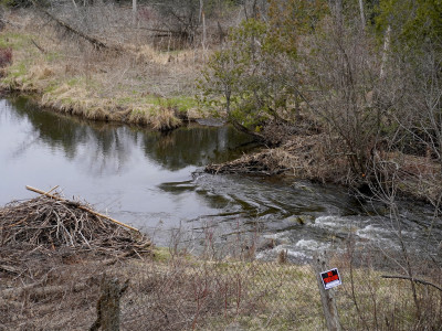 Erin residents claim Town’s destruction of beaver dam on West Credit River to allow effluent dumping broke the law 