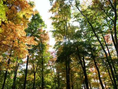 St. Catharines considers cutting objective for a larger urban forest despite pledge to plant 100,000 trees