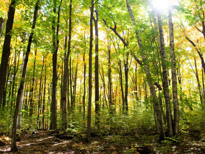 St. Catharines wants to plant 100K trees in 10 years—it’s just one way to combat climate change