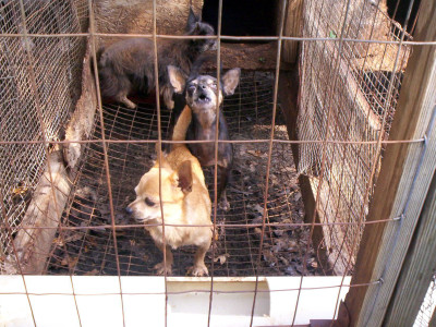 The PCs claim their new law will end puppy mills in Ontario—it won’t even come close