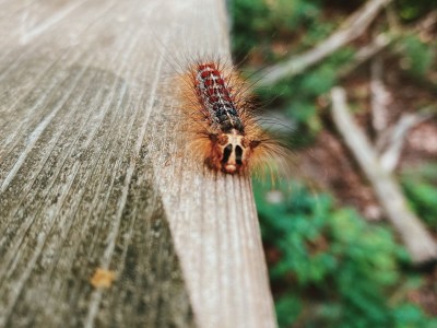 The very hungry caterpillars crawling all over Mississauga