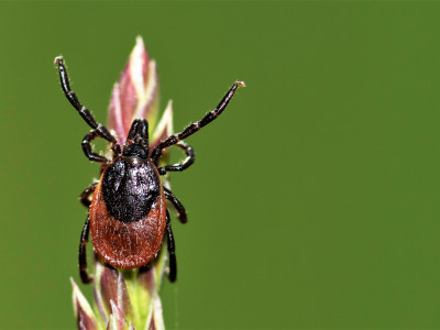 Warming climate pushes vectors farther north, increasing risk of Lyme disease in Canada