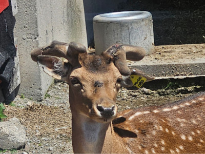 ‘Where’s animal welfare services?’: Marineland whistleblower claims injured deer, elk being sent to slaughterhouses