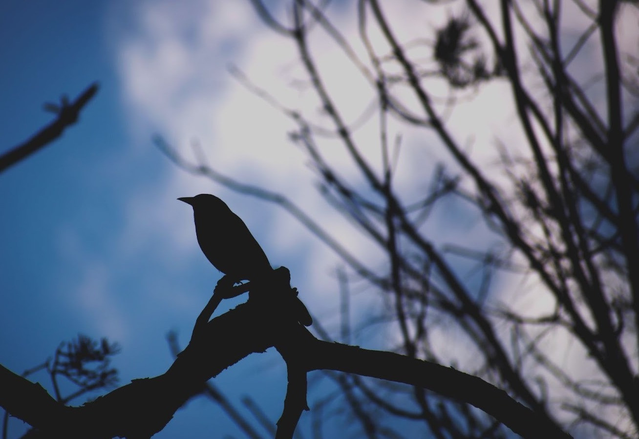 2025 in Review: Ontario’s environmental framework butchered by the Ford government