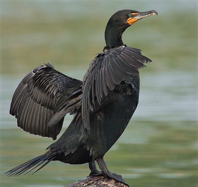 ‘A bird that can’t speak back’: The Ford government’s mass killing of the double-crested cormorant reveals its true stripes
