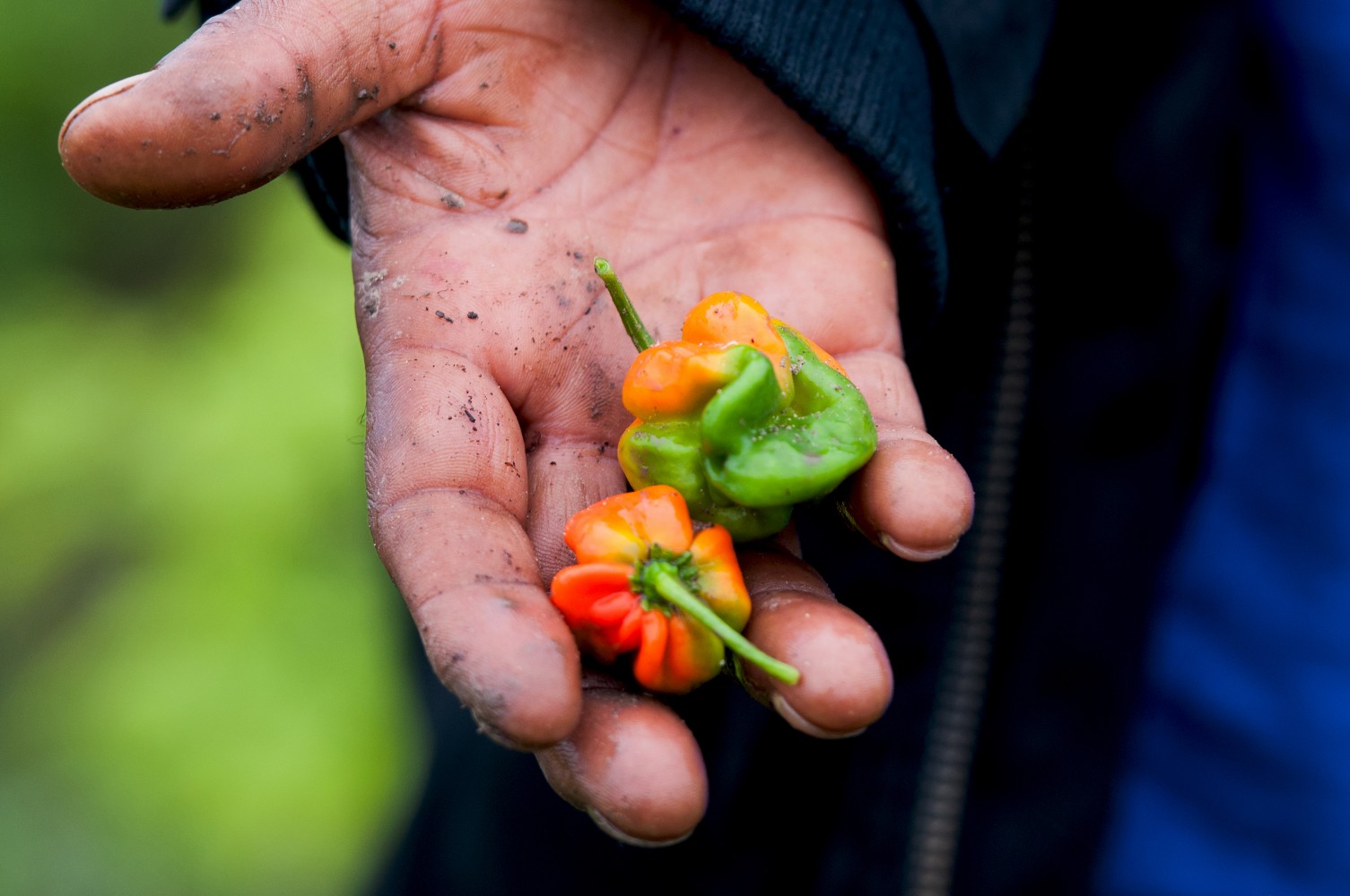 A Brampton couple’s love of food might help save our planet