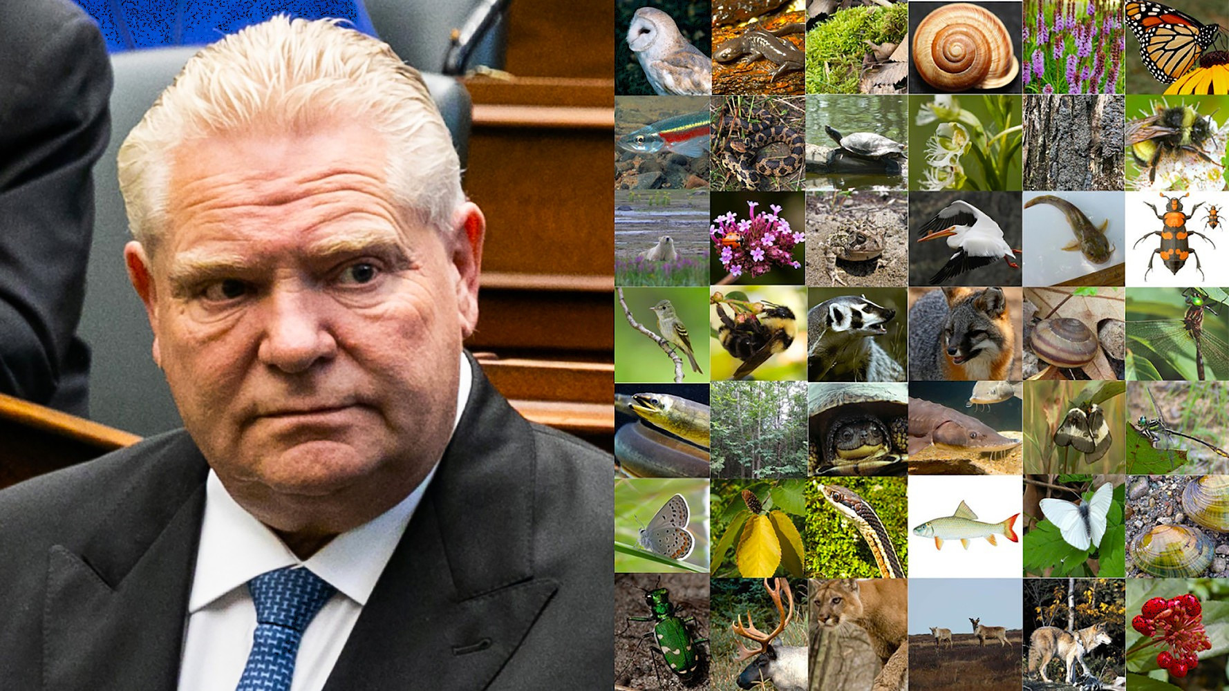 'A disregard for the public's rights': Auditor General slams Doug Ford’s record on environmental rights in latest report