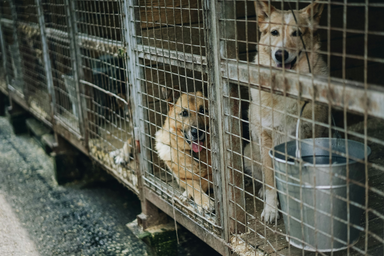Animal welfare is in crisis across Ontario; Doug Ford is dodging accountability