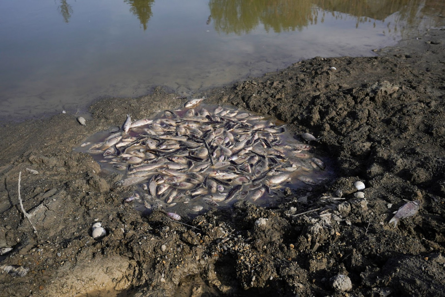 Aquatic animals left to die after developer drains wetlands in Brampton, leaving residents horrified