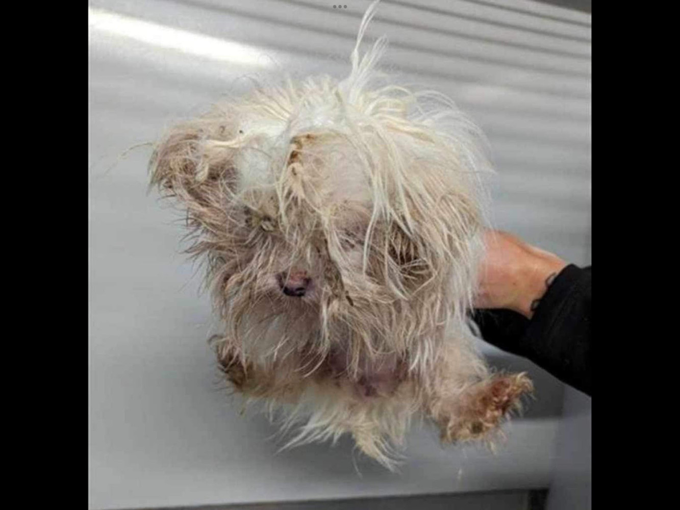 Barbaric animal torture case in Mississauga exposes Ontario’s broken system