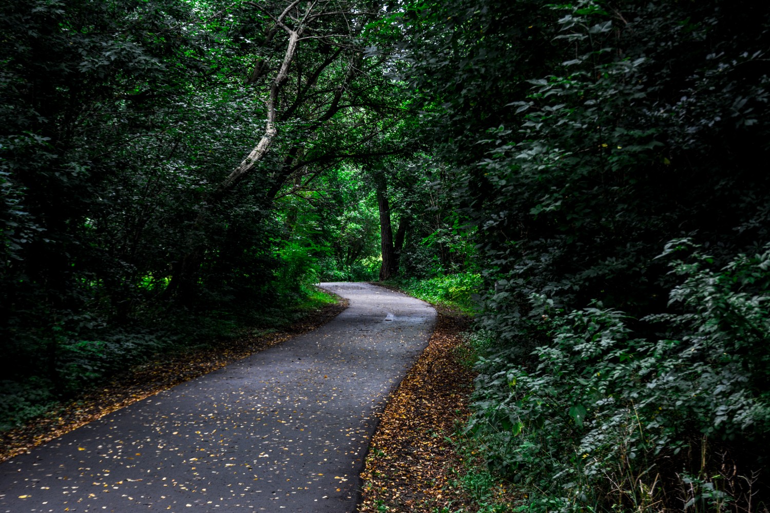 Brampton’s tree canopy may ‘take decades’ to return to green oasis it once was