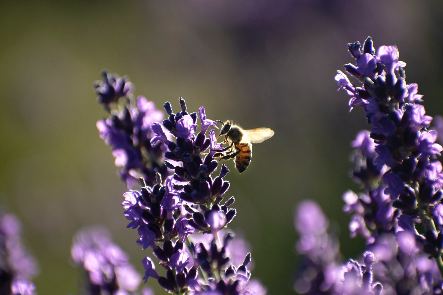Can Mark Carney’s ‘capitalist’ Nature Strategy protect a natural world in  steep decline?