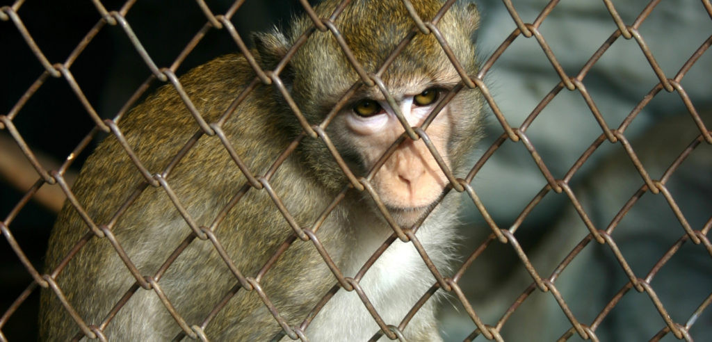 ‘Cannot believe COVID-like outbreaks don’t happen far more often’: Canada’s role in animal trade driving pandemic risks