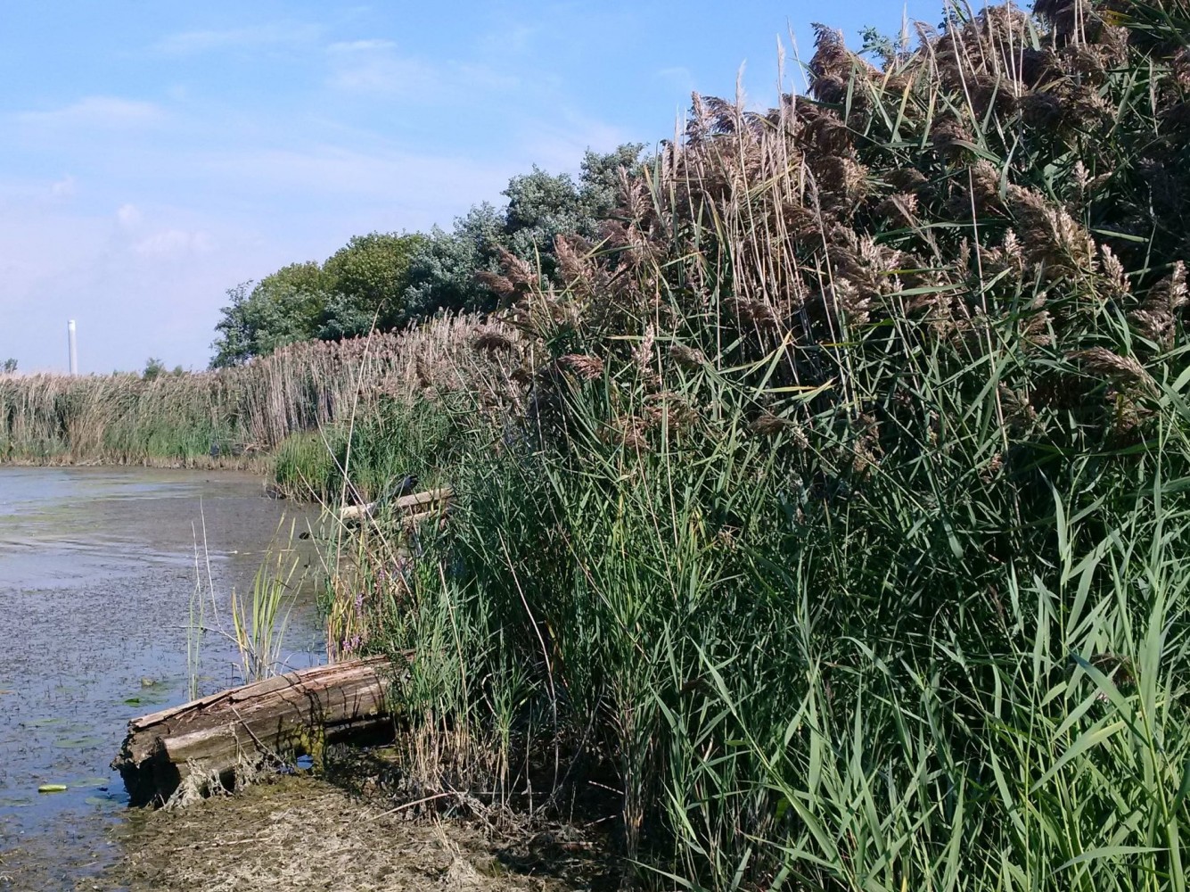City fails to take lasting action as invasive species threatens Professor’s Lake 