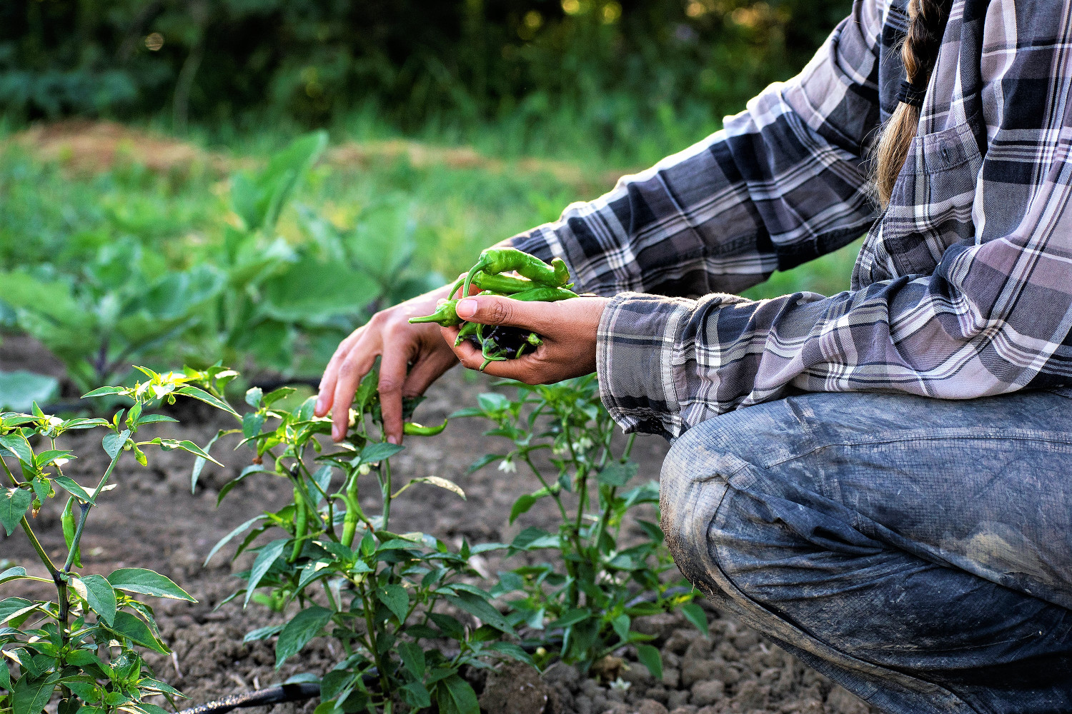 ‘Clueless’ Ford government abandoning agriculture