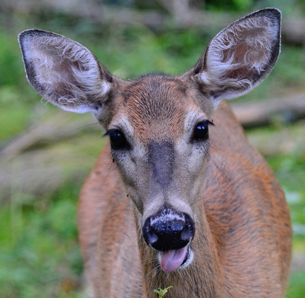 Deer’s death prompts 760-name petition demanding enforcement of leash rules at Rattray Marsh