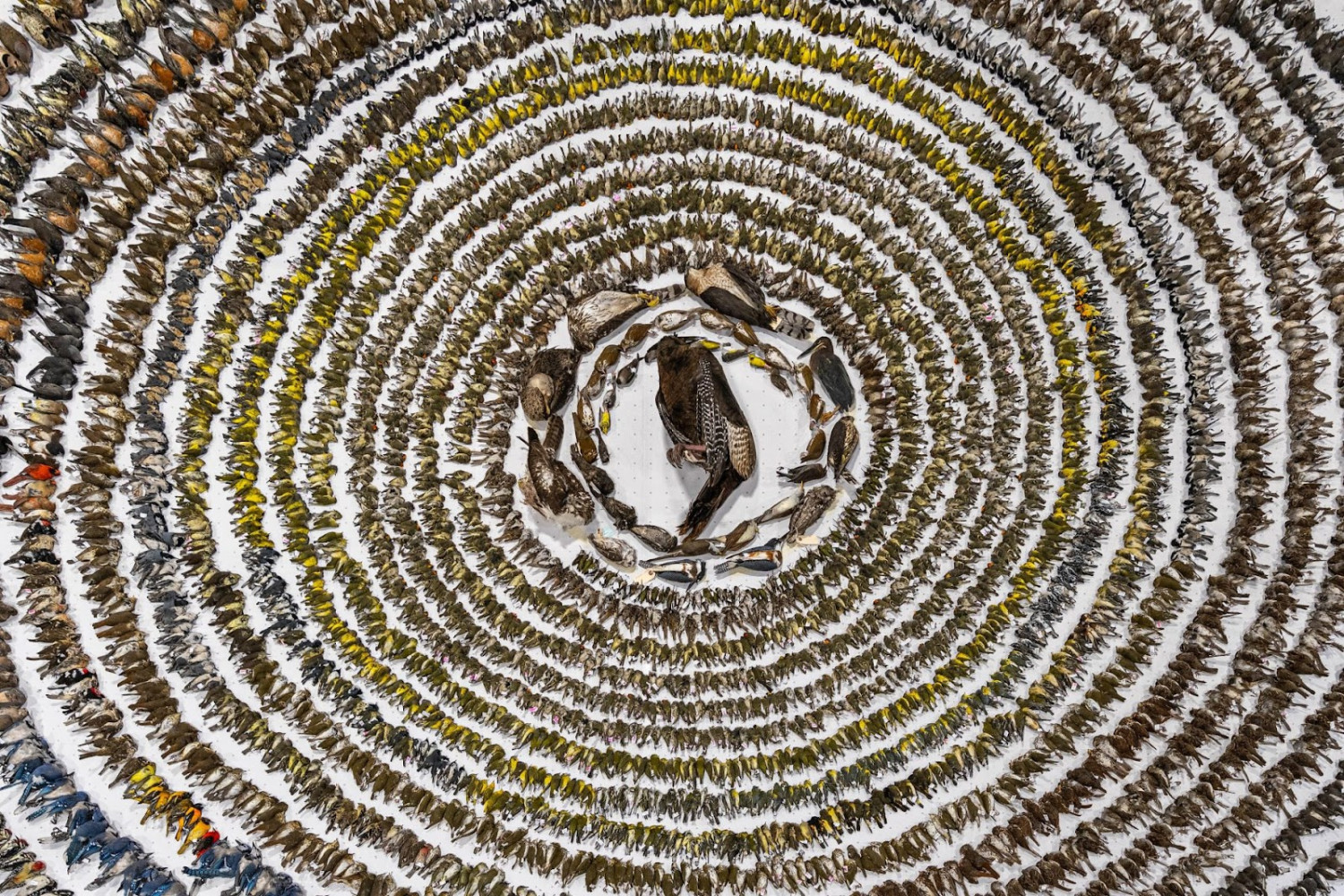 Doug Ford made it legal to create bird 'death traps' to accelerate home construction