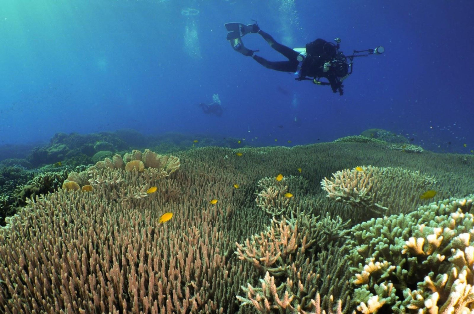 ‘Earth’s living systems still want to heal’: Scientists urge climate action as coral reefs reach ‘tipping points’