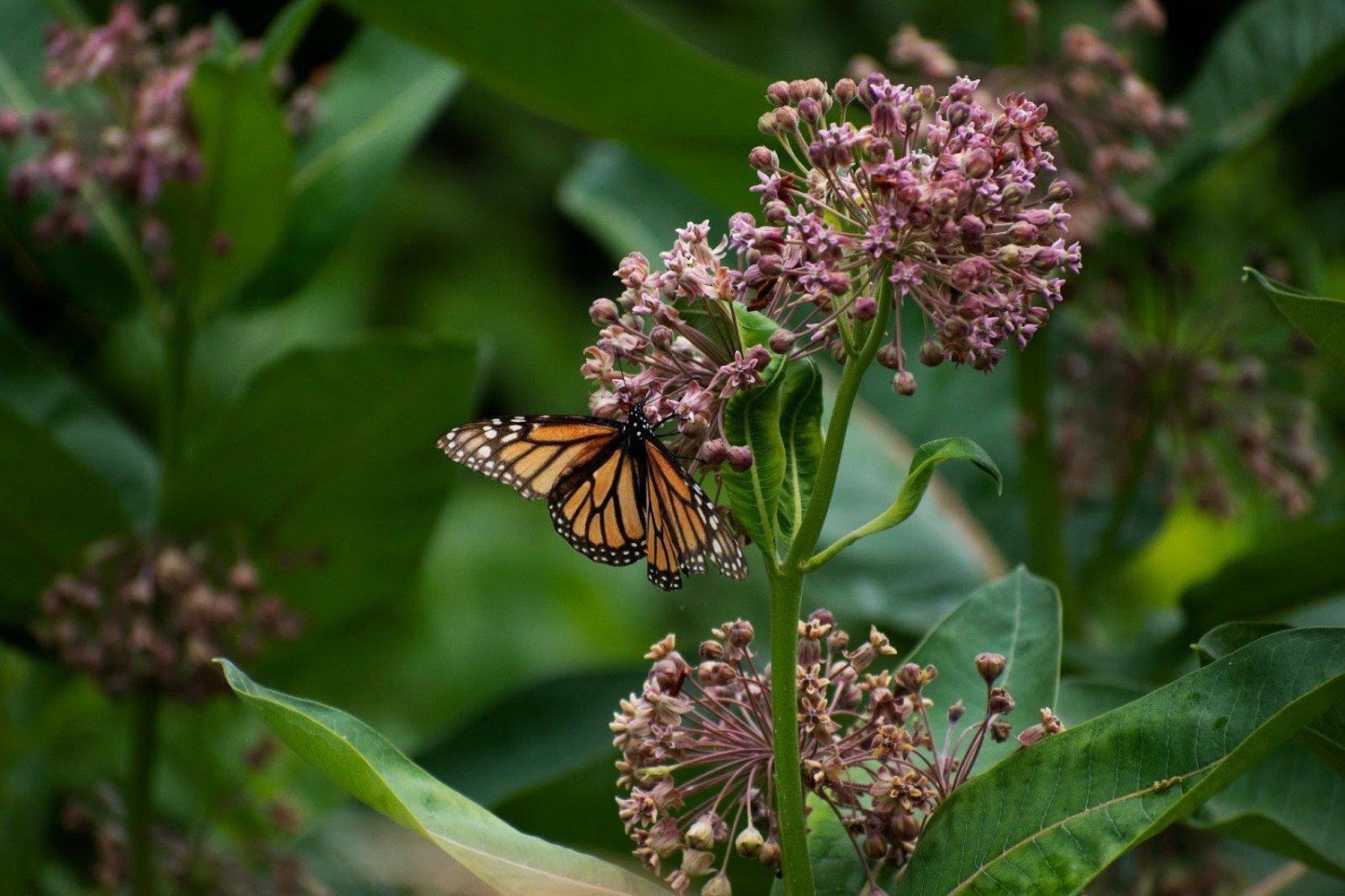 Endangered designation for monarch reignites conservation efforts, but Ontario remains hostile ground 