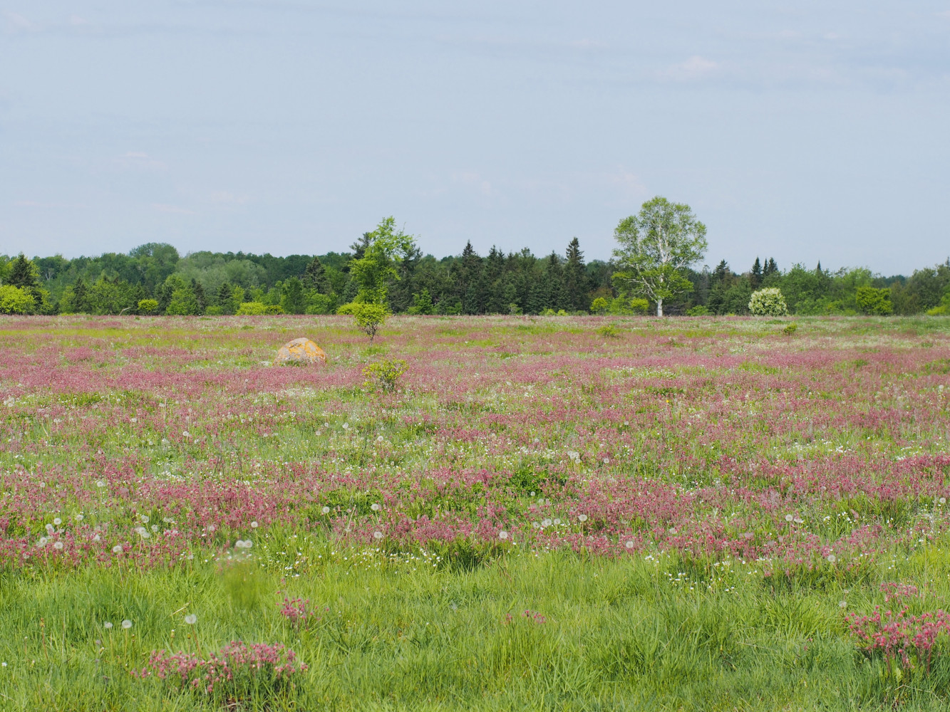 Green power vs. green space: In Kawartha Lakes, a solar project is proposed on one of the world’s rarest habitats