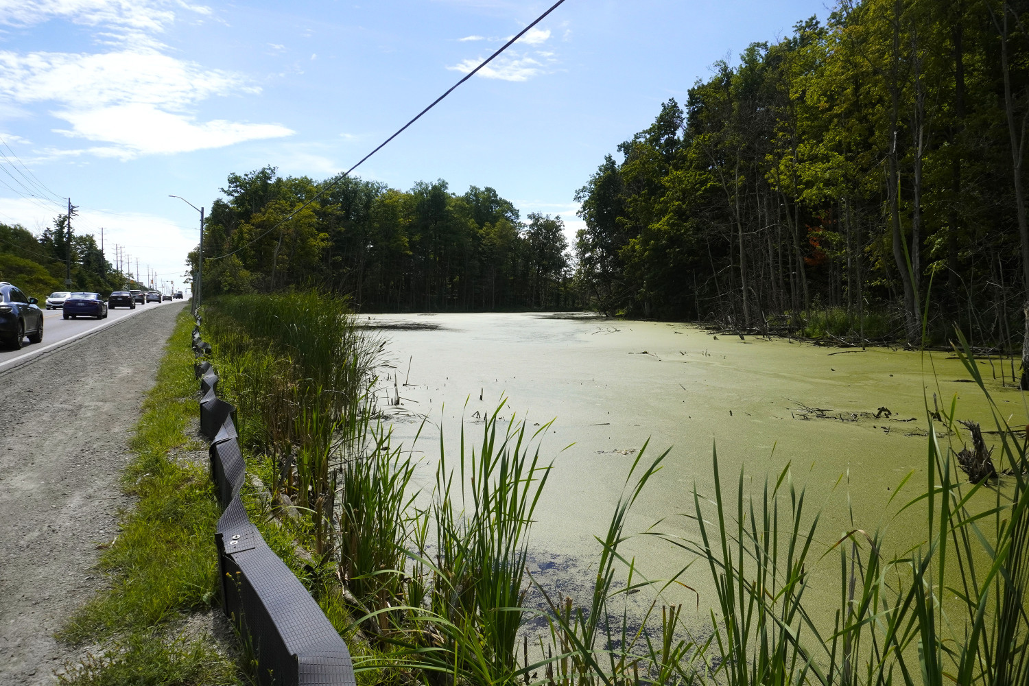 Hope from above: study finds satellites could help Ontario conservation authorities protect wetlands