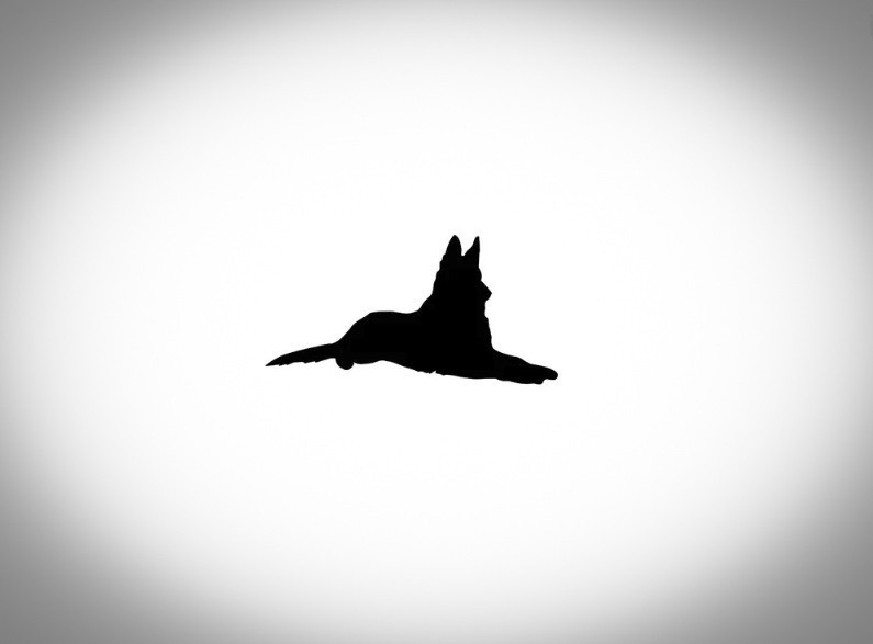 Justice for Dakota: How the death of one German shepherd exposed Ontario’s broken animal welfare system