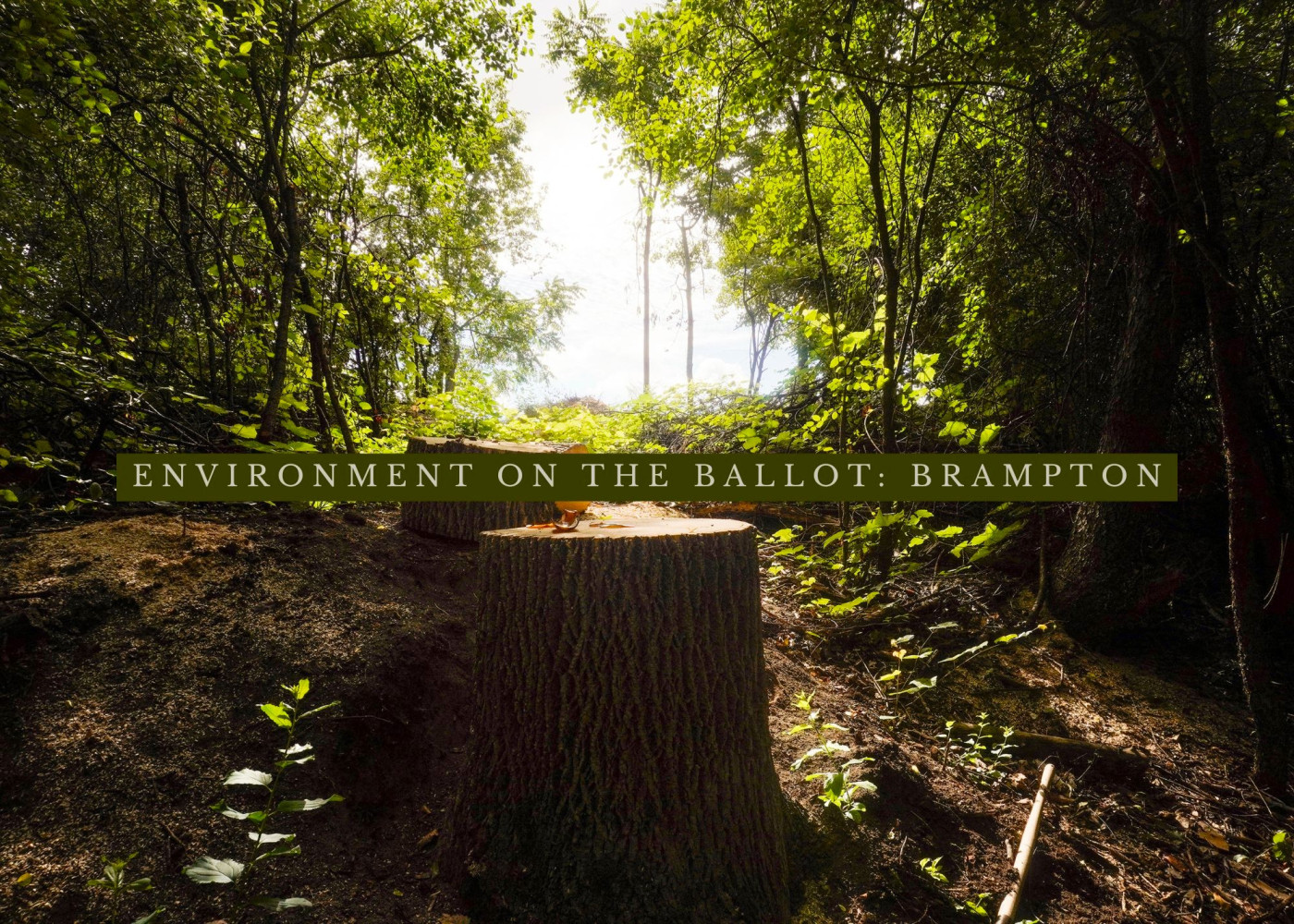 ‘Master plans just for show’: Brampton citizens group putting environment on the ballot as emissions rise