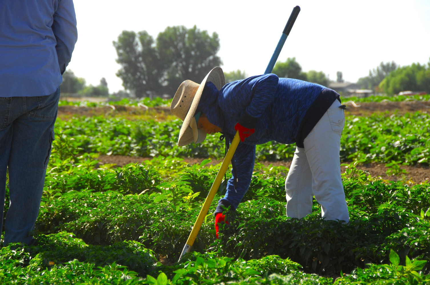 Migrant workers and modern slavery in Niagara