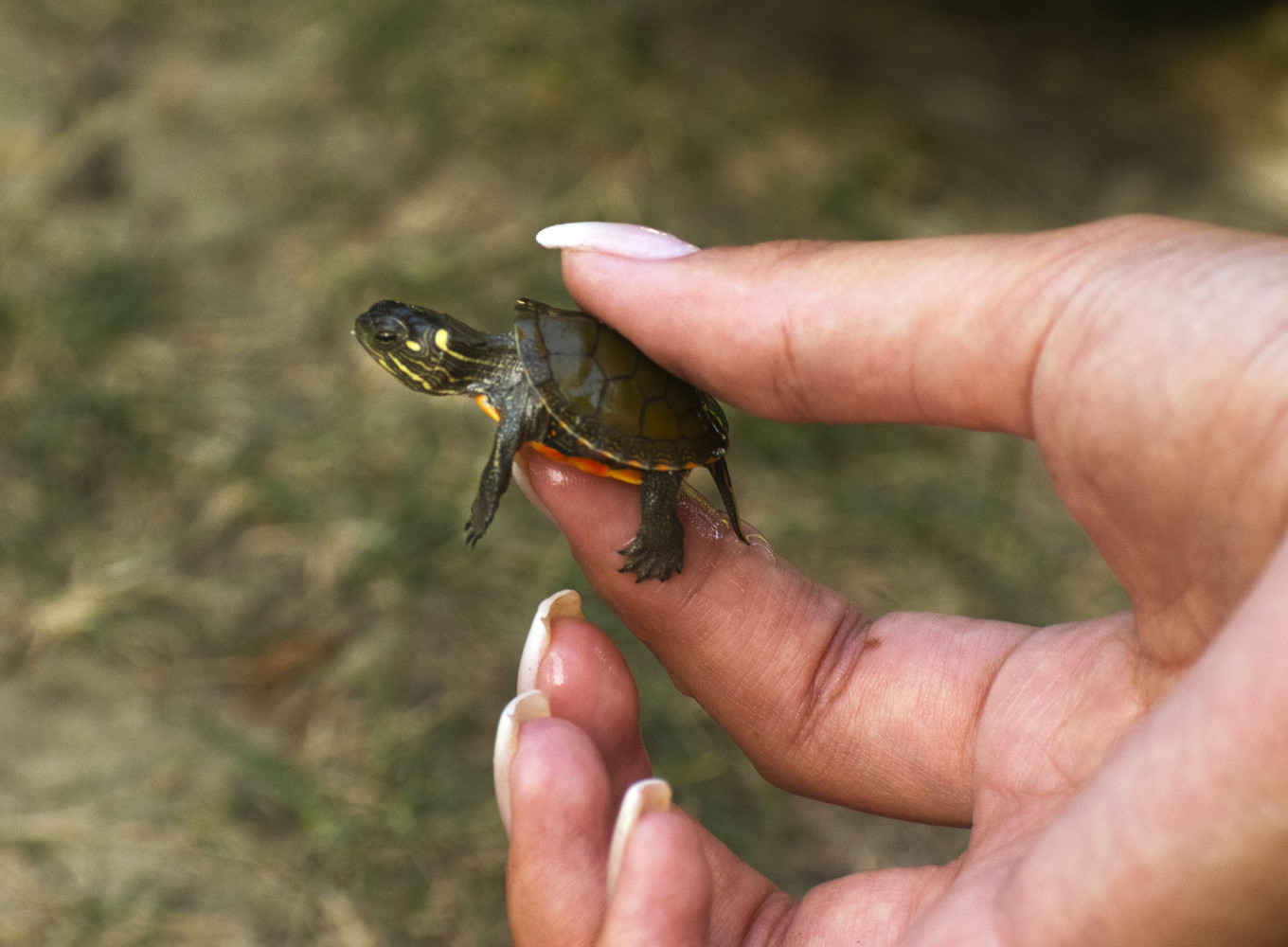 Municipalities feeling the brunt of Bill 5; local turtle conservation group goes to City of Brampton for support