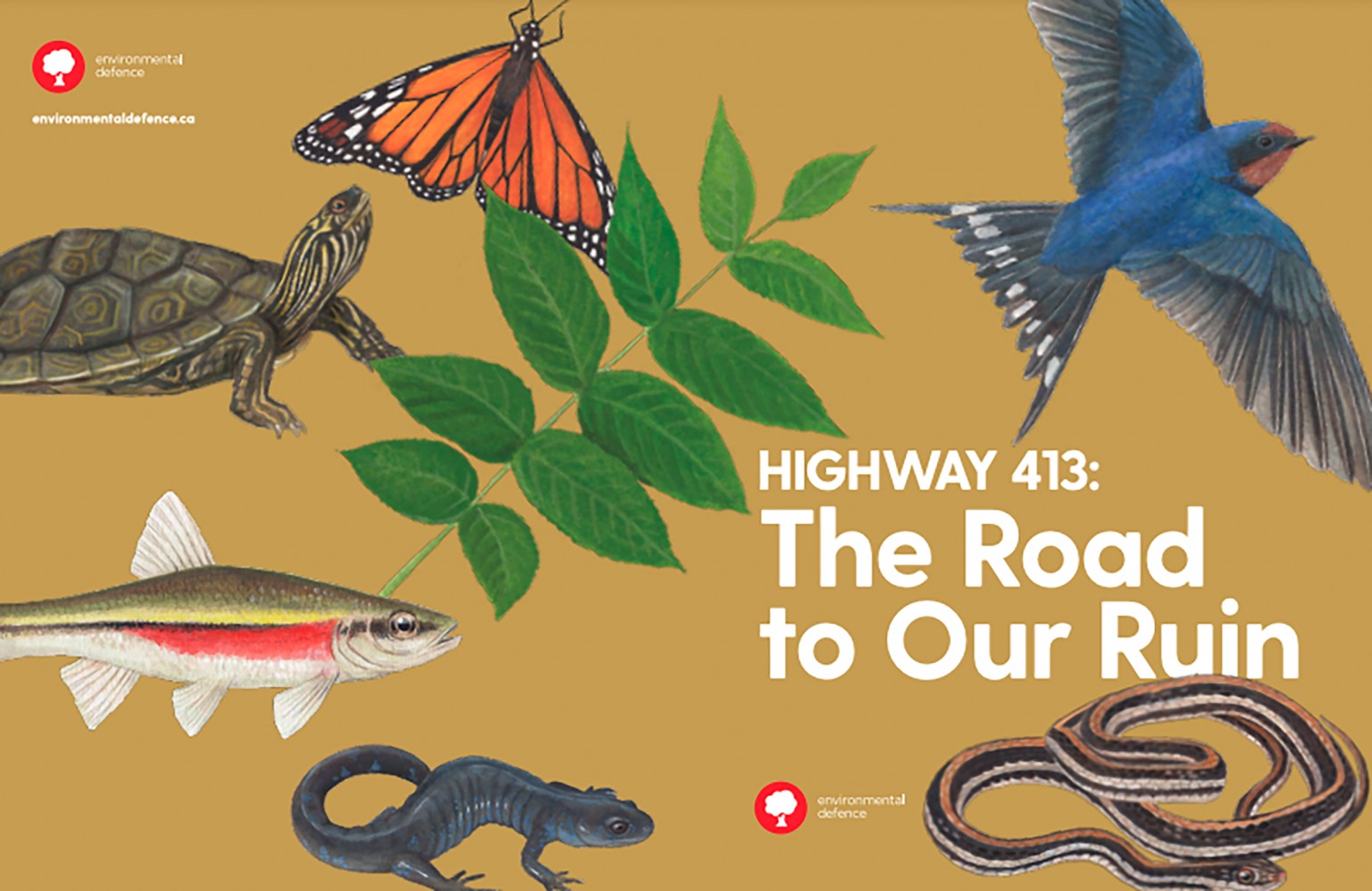 New report exposes dire threat Hwy 413 poses to endangered species: PCs have ignored the risks; will Ottawa listen?